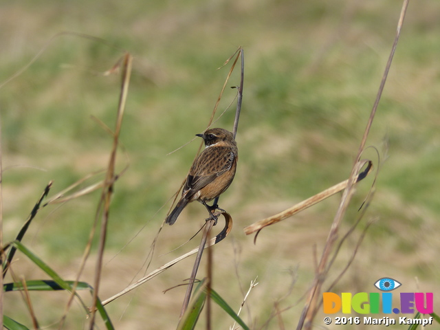 FZ026081 Stonechat (Saxicola torquata) on long grass